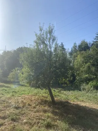 Foto treephoto-g44ldsgsxbmzebt4yjqrdszw.jpeg