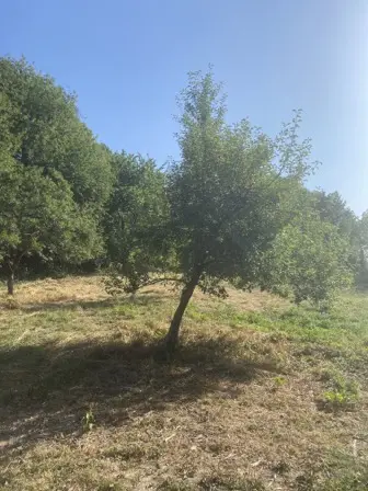 Foto treephoto-hrxiybs9t2hlbq8kkh8ibsin.jpeg