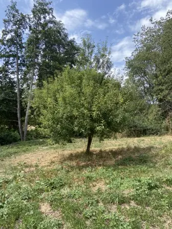 Foto treephoto-in0hx7d404uj2mu9vbrhrnxj.jpeg