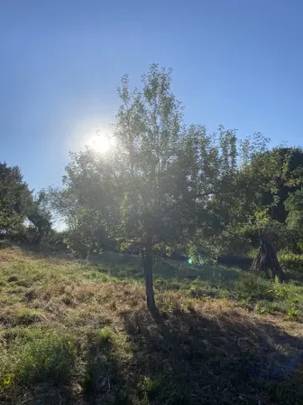 Foto treephoto-j02jwg53tr6p5pqomspaldml.jpeg