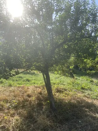 Foto treephoto-knkdm4xf0jovf3as1jab5niw.jpeg