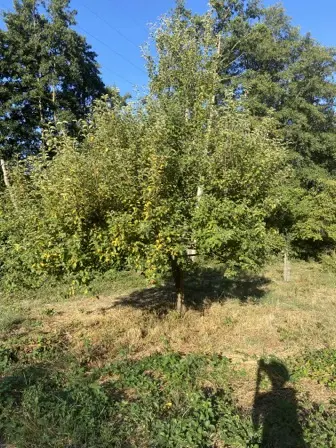Foto treephoto-nd08ie6c72aiijbv2cydd2da.jpeg