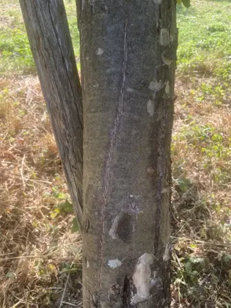 Foto treephoto-o7wvds5ho7u0bjp0vbxgpkf1.jpeg