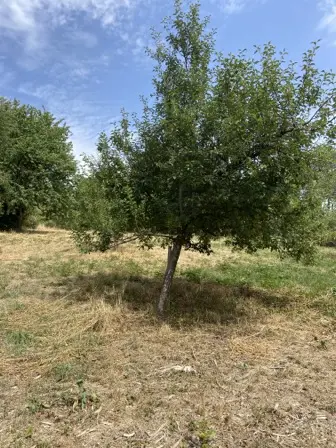 Foto treephoto-rqsysjf5a5m89czvrg4awm8v.jpeg