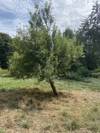 Foto treephoto-w35t0fk03grxkydym2rjax33.jpeg