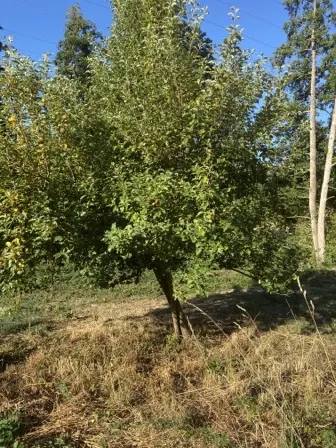 Foto treephoto-wbfx7zivmsyexvbbrfdrnbun.jpeg