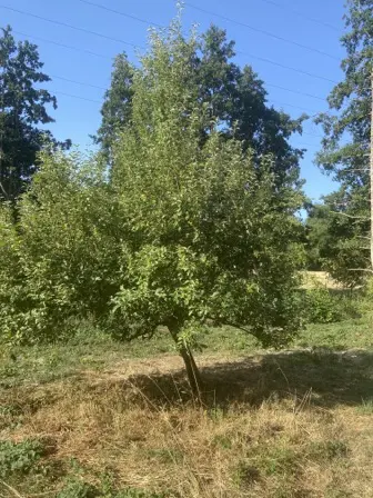 Foto treephoto-x1neahgksvlkqpz71d7h67bu.jpeg