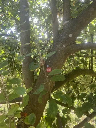 Foto treephoto-yo92ol4z4v0slz0vu0tci47i.jpeg