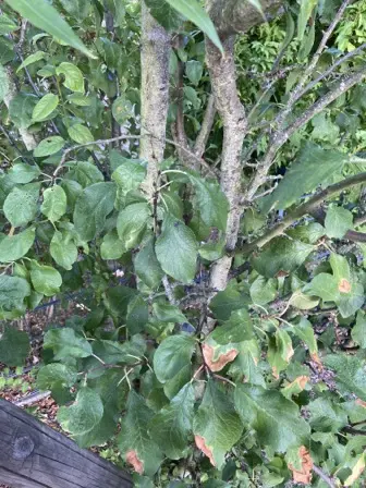 Foto treephoto-coiq142h6biu2r89cns7o7rj.jpeg