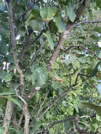 Foto treephoto-ziqi4oohwbcb2ssih4xar600.jpeg