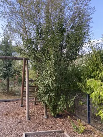 Foto treephoto-zkmegrobkkujwewd0g53sdaz.jpeg