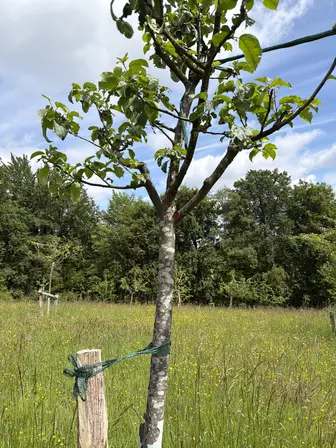 Foto treephoto-iz203ygzoe5yd8fzyv0uxwax.jpeg