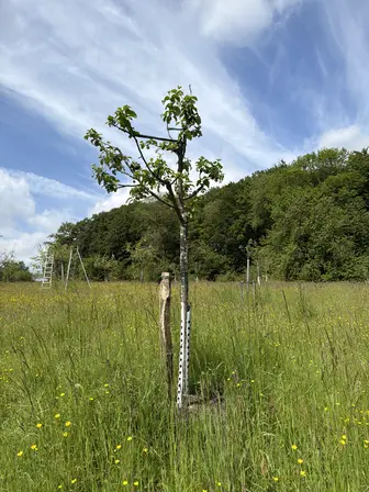 Foto treephoto-l42pgnc3dbs4unkmqsk2y6e8.jpeg