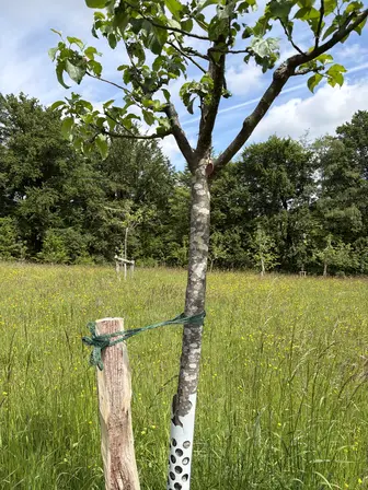 Foto treephoto-on8ayjvbqhhvmpbb3i0xxspd.jpeg