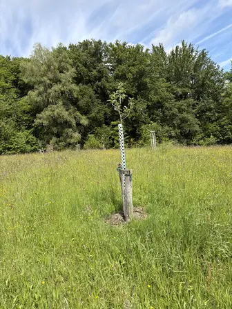 Foto treephoto-vuucq8p6extw42ocdfhxgjaf.jpeg