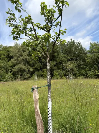 Foto treephoto-x4kgum172rcoyer75gx15pu3.jpeg