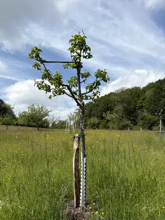 Foto treephoto-xt5nmjnqcjsx5ek63hohnrjx.jpeg
