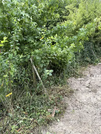 Foto treephoto-d3xx5z5as0jjrrgq8hu7ktln.jpeg