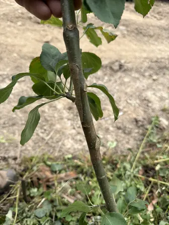 Foto treephoto-hq0m484zxbsm85rhv5v44jlb.jpeg