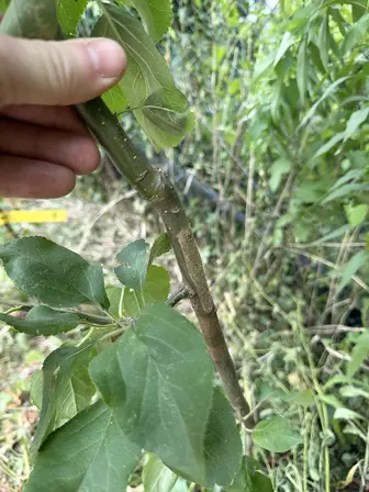 Foto treephoto-l081x588ryjn73be1jpu495e.jpeg