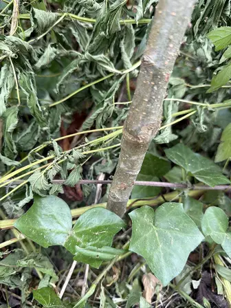 Foto treephoto-ogd7f9l6ql9dnafh7fnni9rt.jpeg