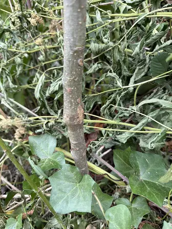 Foto treephoto-pnlswvgxghapq1z51vnuch05.jpeg