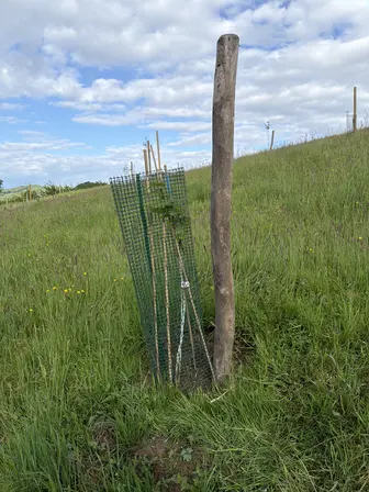 Foto treephoto-hnw3fmqlkadz1zfadfj4ypzy.jpeg
