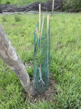 Foto treephoto-p4bgfrkq37f821k3amh0wk2r.jpeg