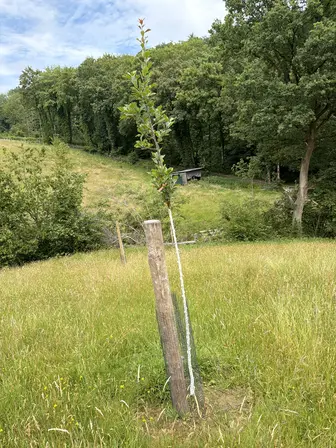Foto treephoto-gtlssc7u8w1taovj934lsbmq.jpeg
