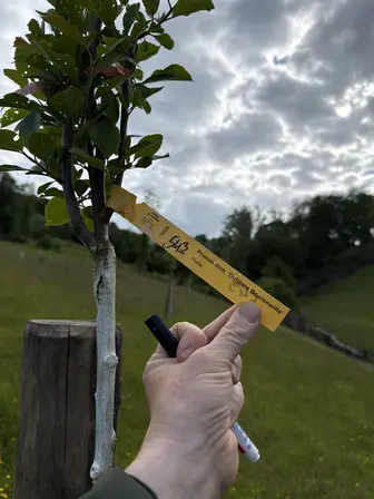Foto treephoto-os5r5oatlmfxl7exqwxlmfml.jpeg