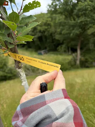 Foto treephoto-rjjexa6mckh1kn8o3nrw8cow.jpeg