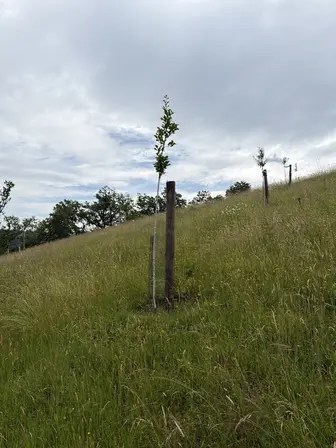 Foto treephoto-t9hhvafcd9voak3pyvy9rr12.jpeg