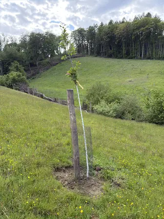Foto treephoto-vmqnl3mnb9tbrwr602h3okwj.jpeg