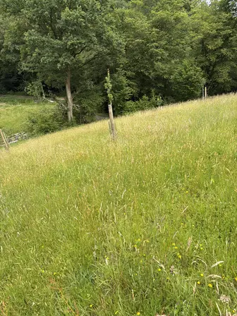 Foto treephoto-y0w8tmj5hzspg6ogvjy44q92.jpeg