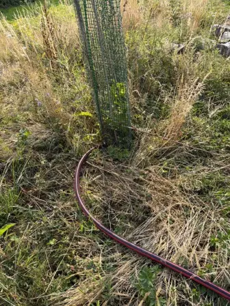 Foto treephoto-igzuv2p1a26eidii0l3mavmg.jpeg