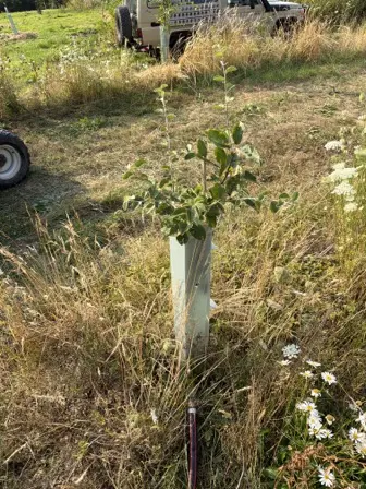 Foto treephoto-p3t392uauoyf4qw6ygxbi6yz.jpeg