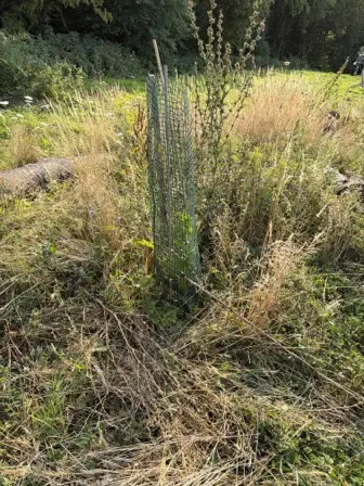 Foto treephoto-rscx20zy36tid9dgvifz4nqm.jpeg