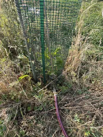 Foto treephoto-rzr1m6j0ykjah8gi0svuscvp.jpeg