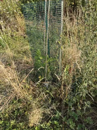 Foto treephoto-uf8et24suxyy1hj96nk81gwo.jpeg