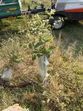 Foto treephoto-z32qftuycnj62u768lft9m7m.jpeg