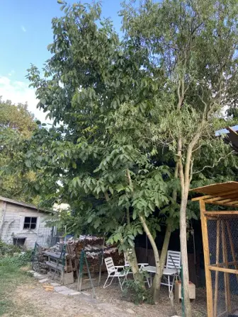 Foto treephoto-mzyabqvc2uv0ja014xee114t.jpeg