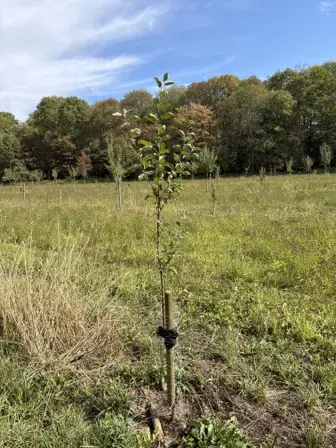 Foto treephoto-seepj17ne4hu3y7nx90qosii.jpeg
