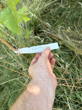 Foto treephoto-fgs05mo5v5x4rp7yldc0cntc.jpeg