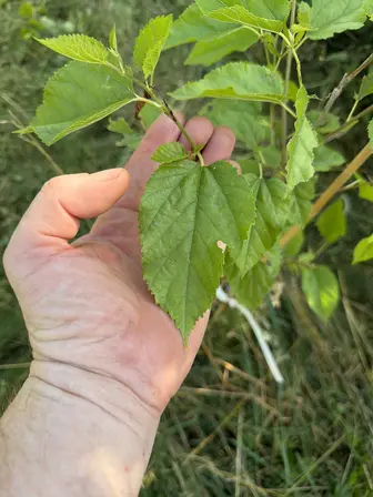 Foto treephoto-fycml1a12rrw4yug42hz6muk.jpeg