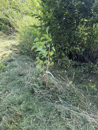 Foto treephoto-l6el4gcpvlagqzq23wsi9qaz.jpeg