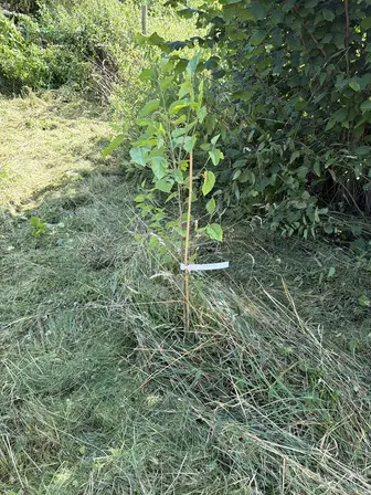 Foto treephoto-ln98cwtnpa33w6g6gxivkwuf.jpeg