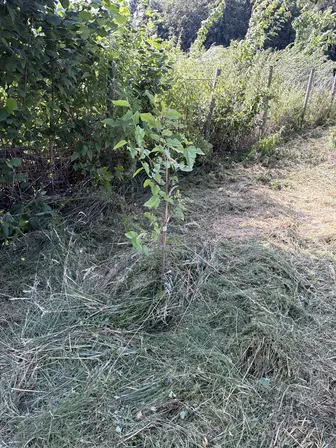 Foto treephoto-mta4fppi8ukymk86gyw0xl30.jpeg