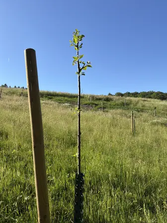 Foto treephoto-b2lzwbtwk4dqbgr38brtds0d.jpeg