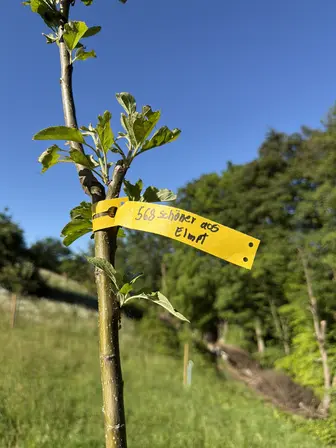Foto treephoto-ckop112rt6icf1y6ffszwplc.jpeg