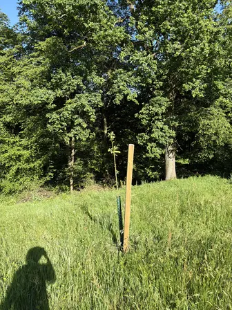 Foto treephoto-cqn21erxecdb1a4ke6mare3h.jpeg